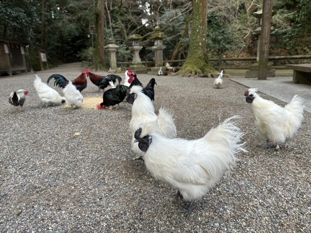 石上神宮にわとり